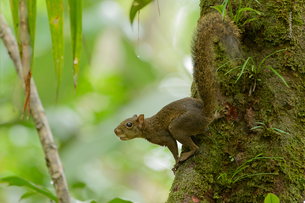 Ardilla misionera (Guerlinguetus brasiliensis). Créditos Augusto Alves