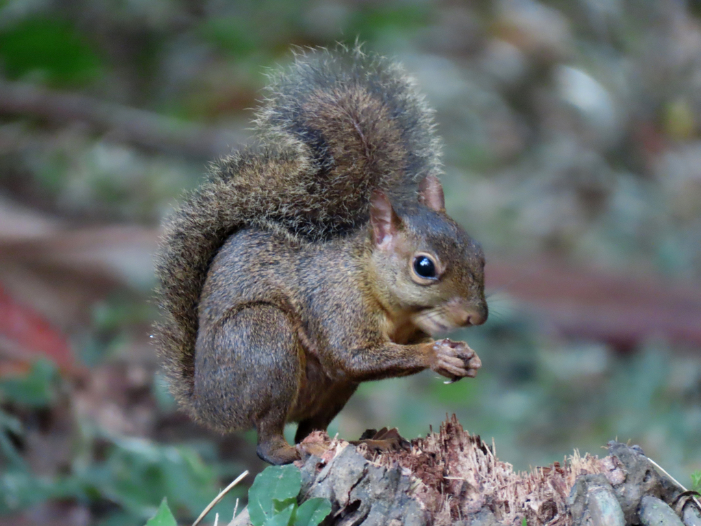 Ardilla misionera (Guerlinguetus brasiliensis). Créditos- Bruno R. Möller