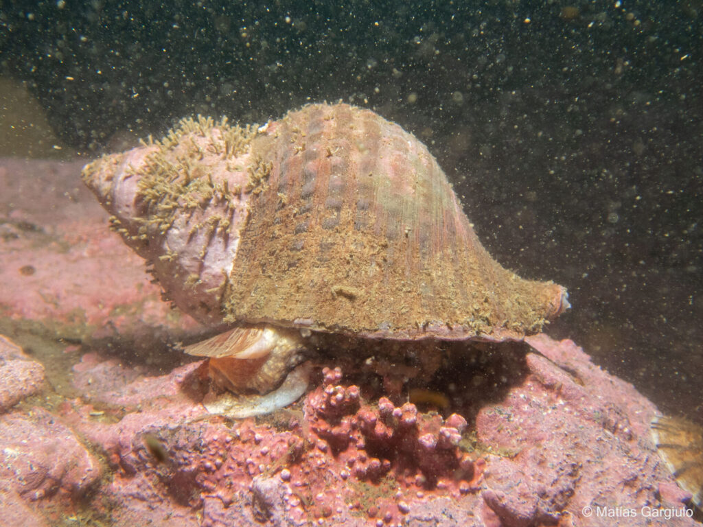 Aargobuccinum pustulosum. Créditos: Matías G.