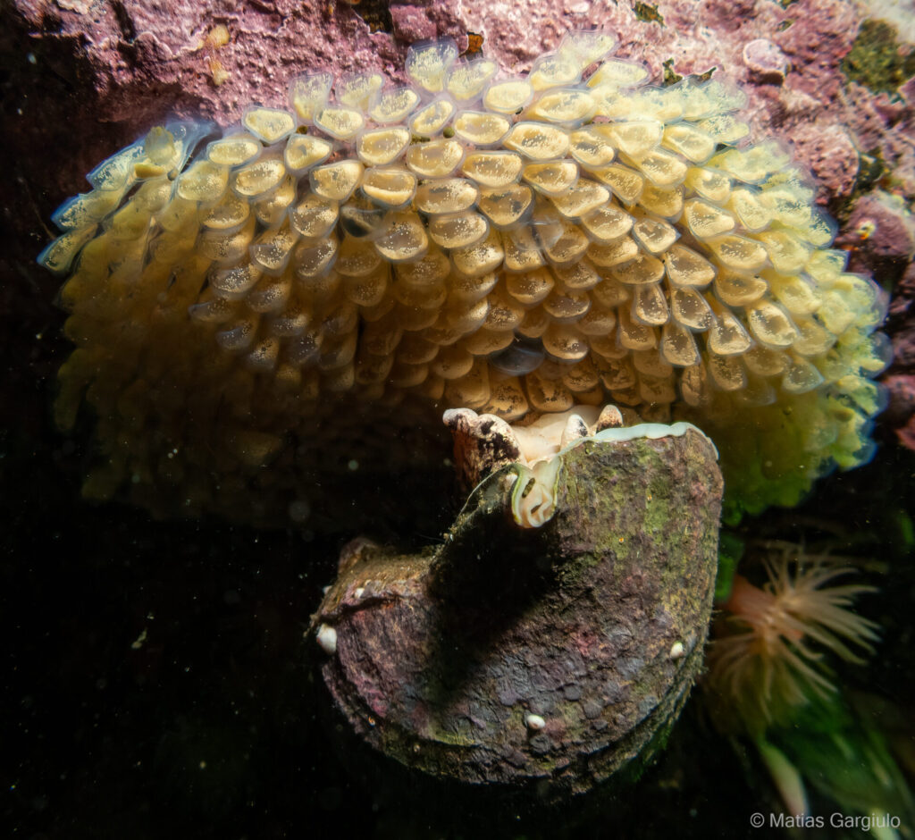 Aargobuccinum pustulosum. Créditos: Matías G.