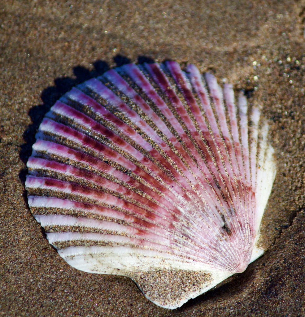 Argopecten purpuratus. Créditos: Ben Lyle Bedard.