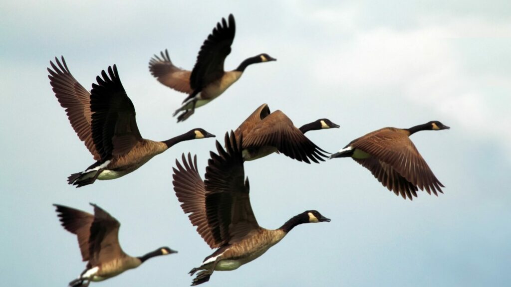 Patos volando en forma de "V". Créditos: Pixabay.