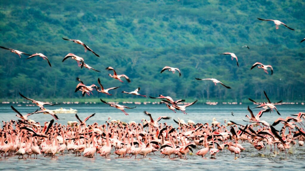 Flamencos en conjunto. Créditos: Bibhash Banerjee.