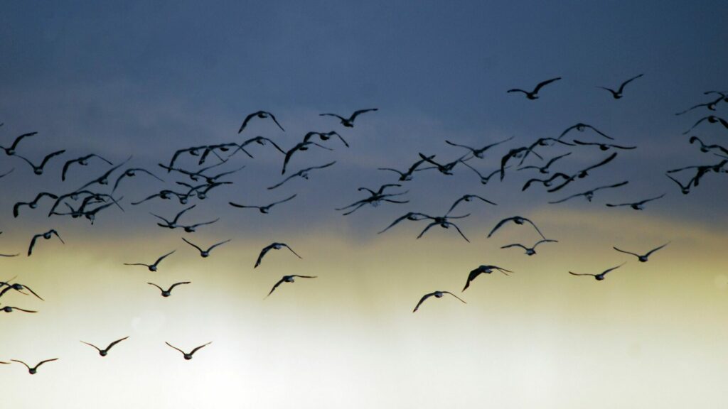 Aves volando en conjunto. Créditos: Elmar Gubisch.