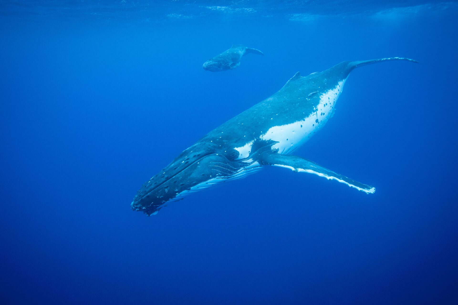 OPINIÓN| Urgente protección de los océanos