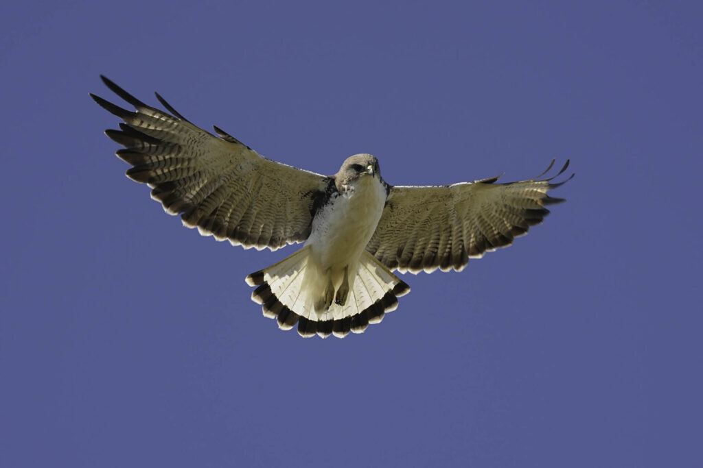 Blindao Aguilucho de Juan Fernández Fernando Díaz