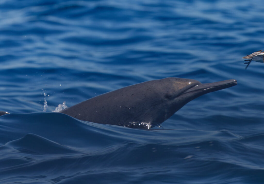 Delfín girador (Stenella longirostris). Foto: @brandonbest