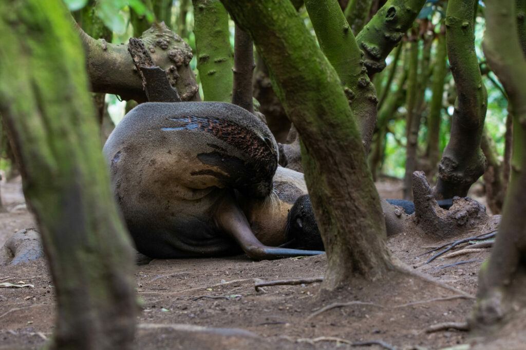 cachorros en bosque junto a su madre. Créditos: Claudia Ulloa