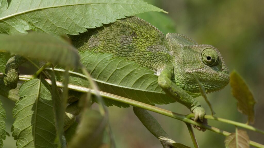 Camaleón mezclándose con las hojas de un árbol. Créditos: Amite.