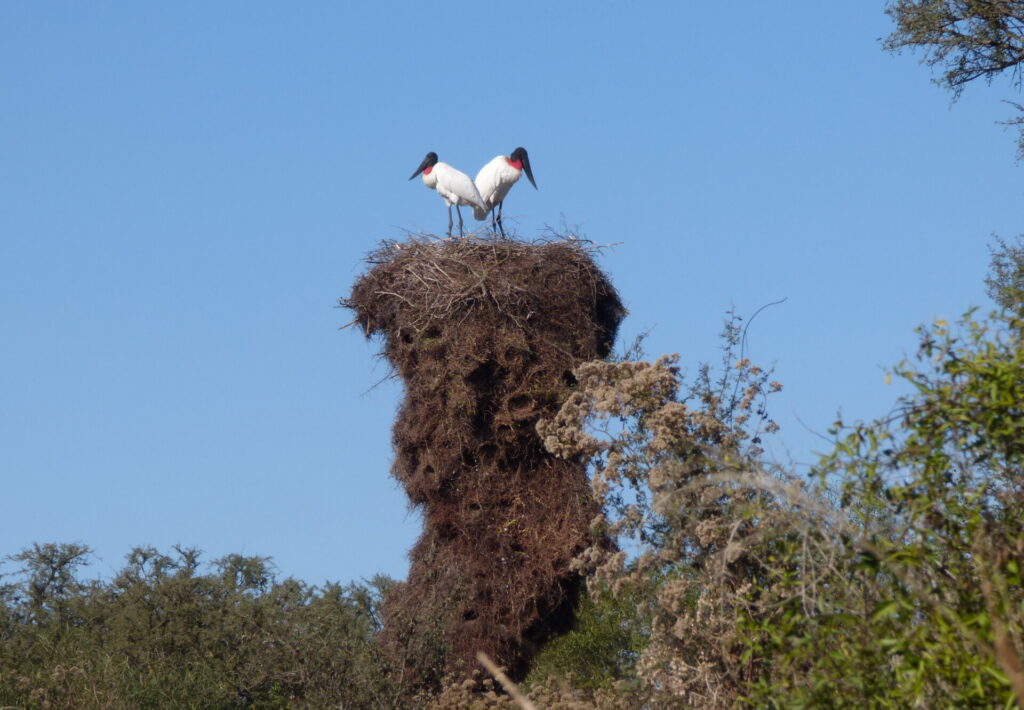 Cigüeña jabirú (Jabirú mycteria). Créditos: Pablo Capovilla