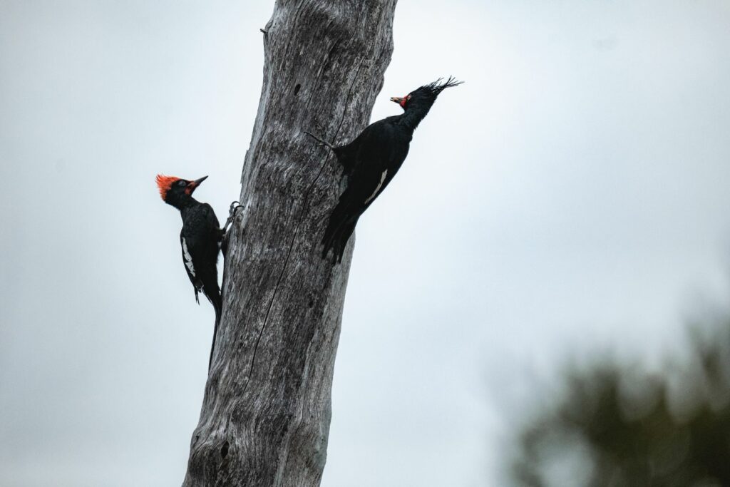 Carpintero Negro Créditos: Benjamín Valenzuela