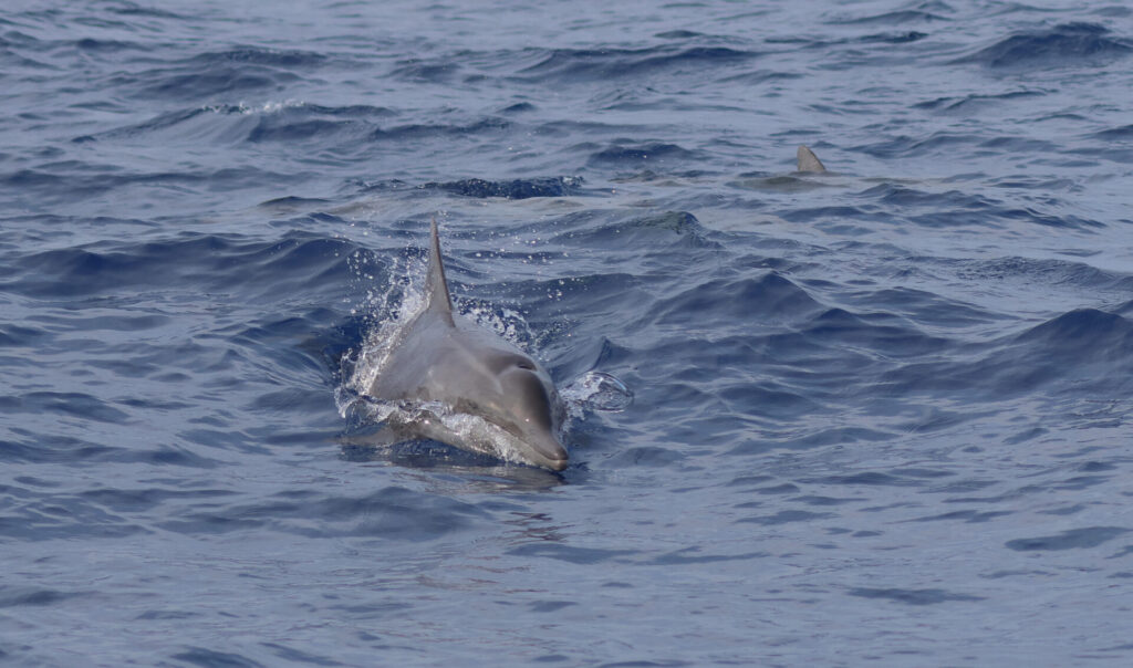 Delfín de dientes rugosos (Steno bredanensis). Foto: Chi-Hsuan Shao