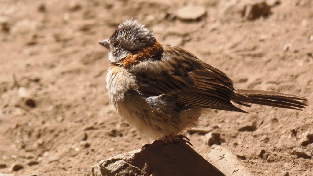 chincol-zonotrichia-capensis-felipe-alvarez