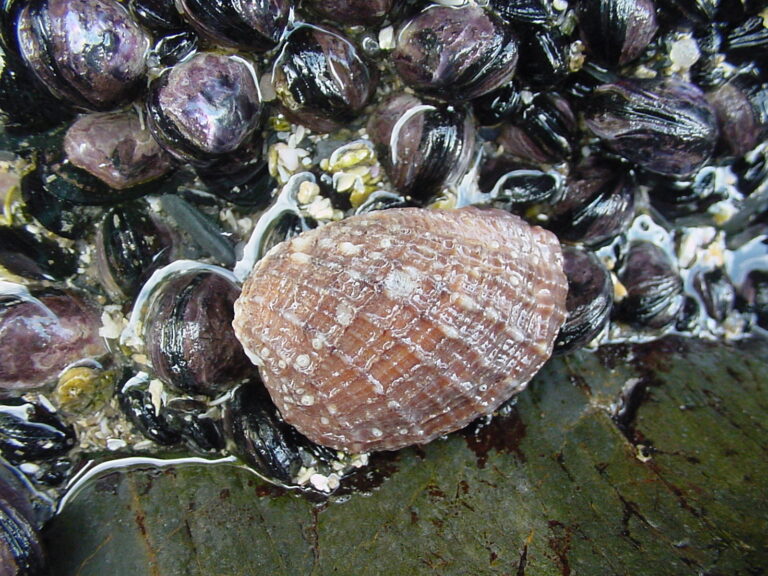 Conchito Insect Conociendo los moluscos con conchitas de Chile: Diversidad y ...