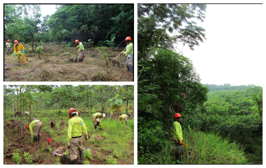 Un trabajo de restauración realizado en Pastaza en la selva loretana, para recuperar el ecosistema tras una exploración petrolera. Foto: Gladys López
Céditos: Gladys López 