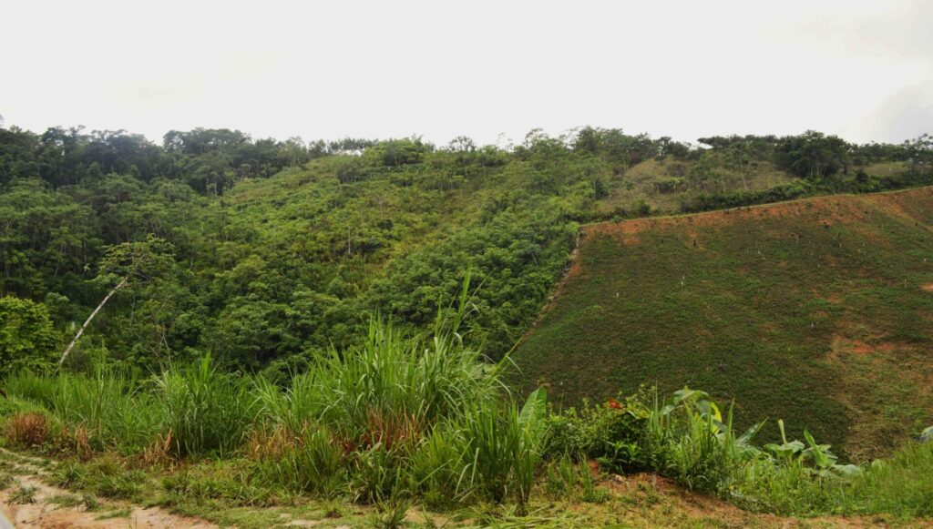 En esta foto de Pichanaki pueden verse las tres fases: bosque nativo primario (izquierda); bosque secundario o purma que creció tras una primera intervención (centro), y área degradada por una intensa actividad agrícola (derecha).