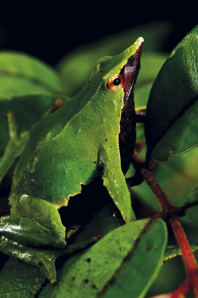 Ranita de Darwin (Rhinoderma darwinii). Créditos: Claudio Almarza