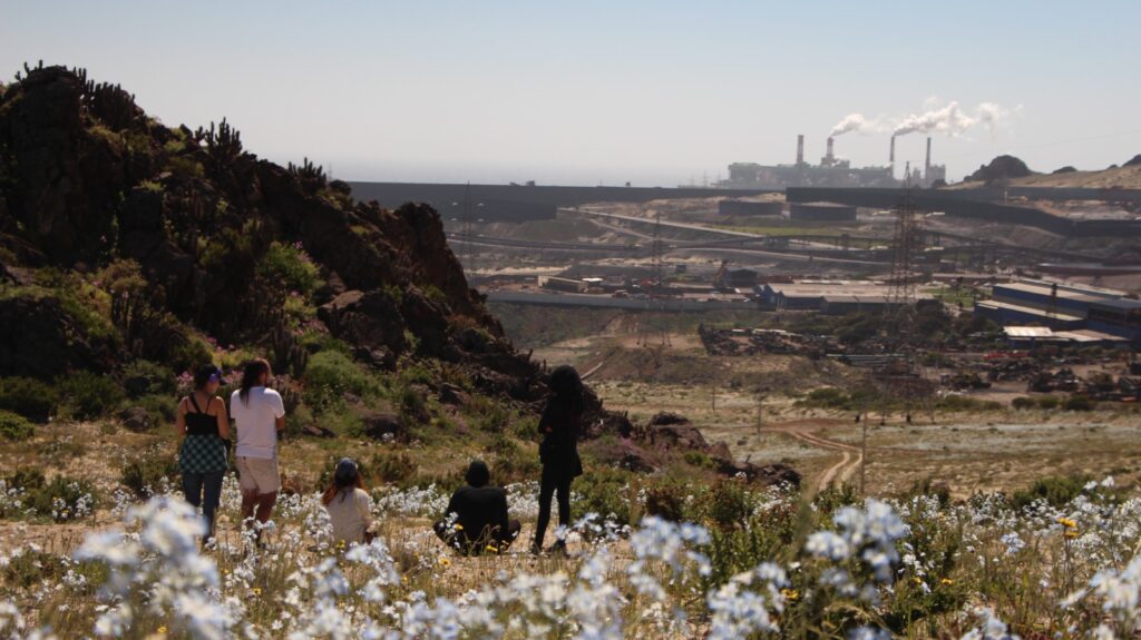Desierto florido e industrias de huasco Créditos: Javiera Villagran