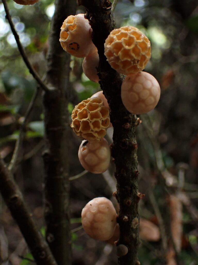 Cyttaria darwinii. Créditos: Dinelly Soto.