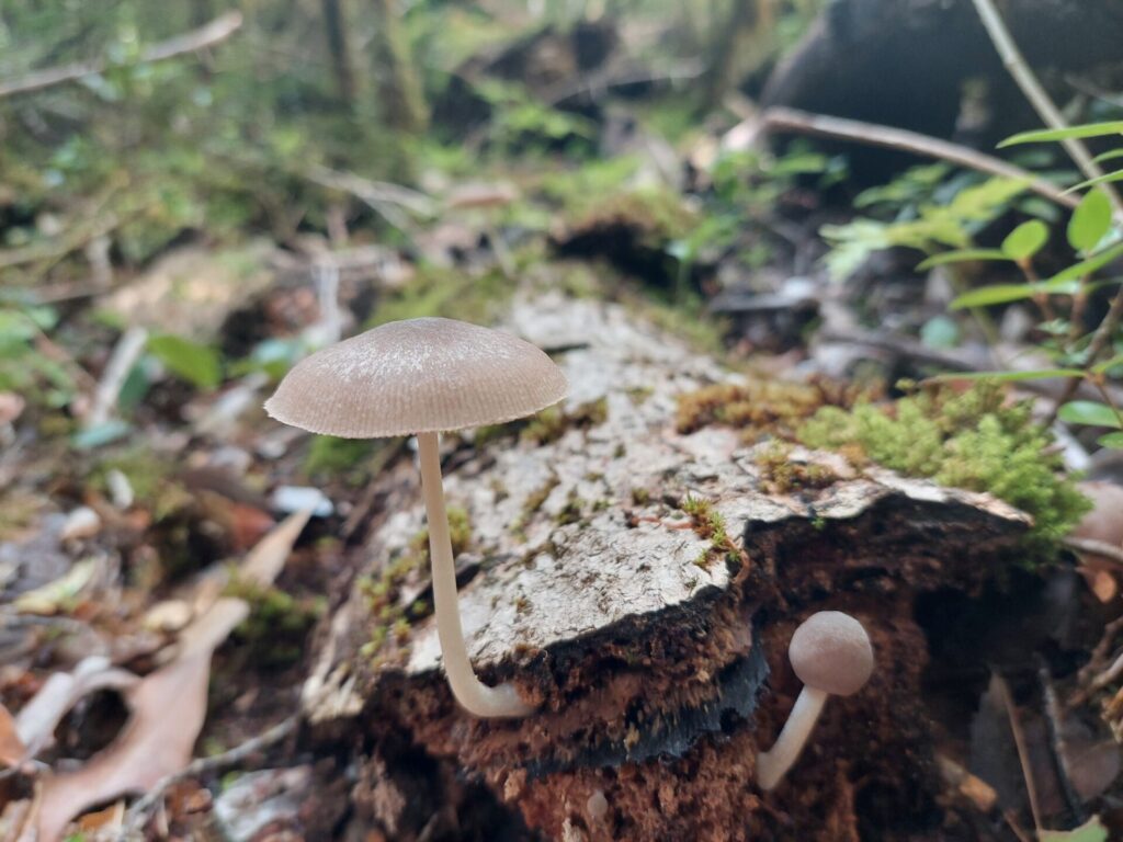 Mycena sp. Créditos: Dinelly Soto.