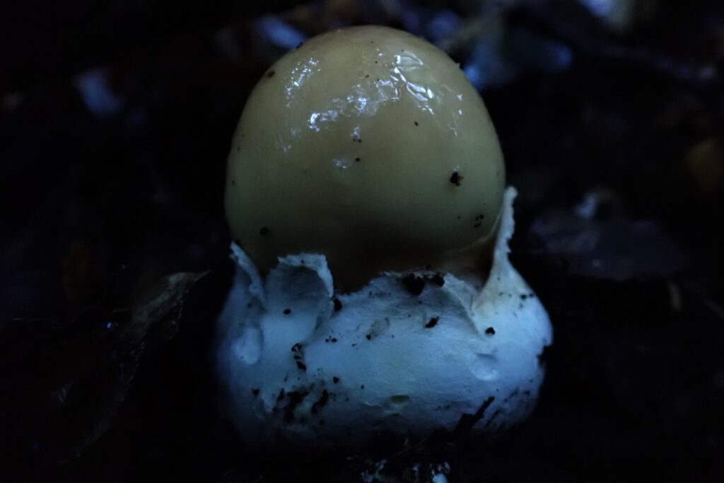 Amanita diemii. Créditos: Dinelly Soto.