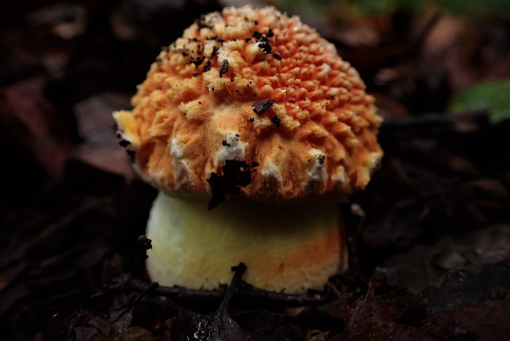 Amanita aurantiovelata. Créditos: Dinelly Soto.