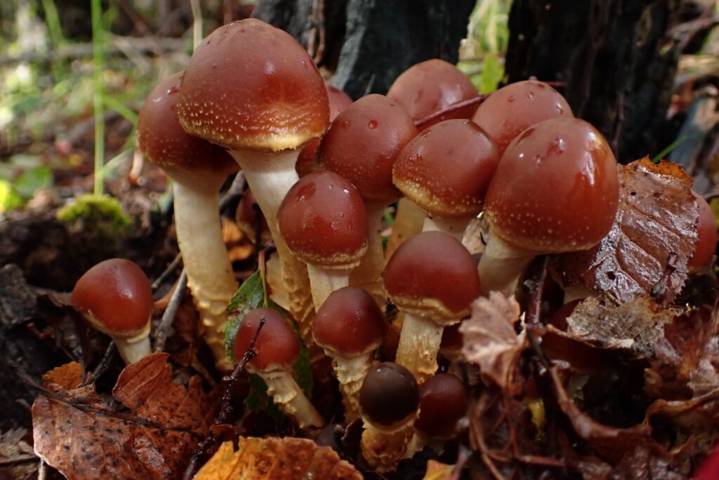 Hypholoma sp. Créditos: Dinelly Soto.