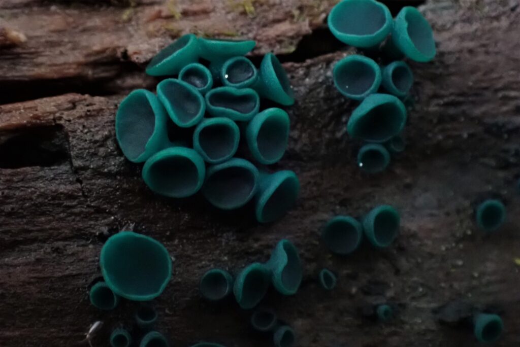 Chlorociboria sp. Créditos: Dinelly Soto.