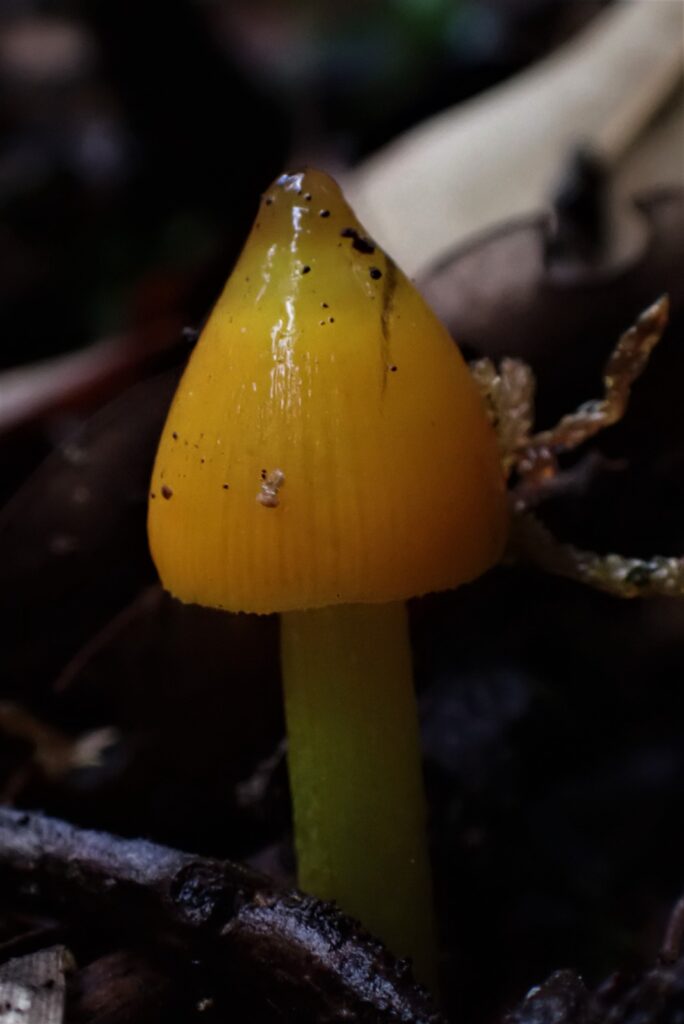 Hygrocybe conica. Créditos: Dinelly Soto.