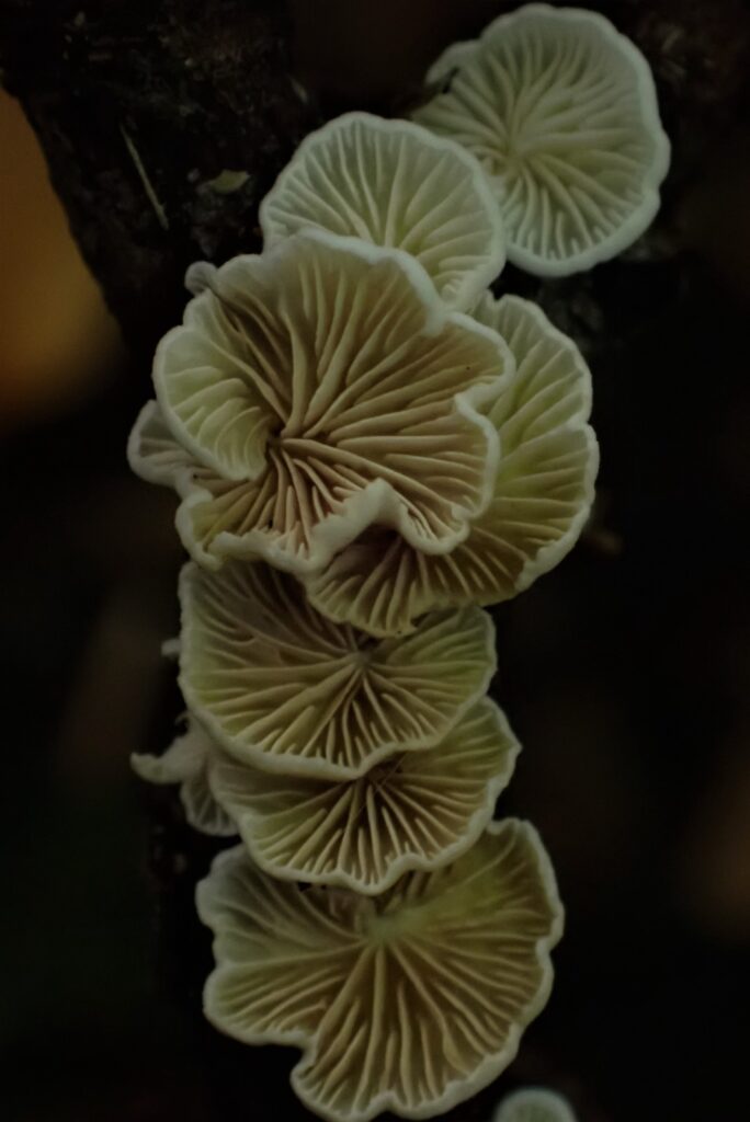 Crepidotus sp. Créditos: Dinelly Soto.