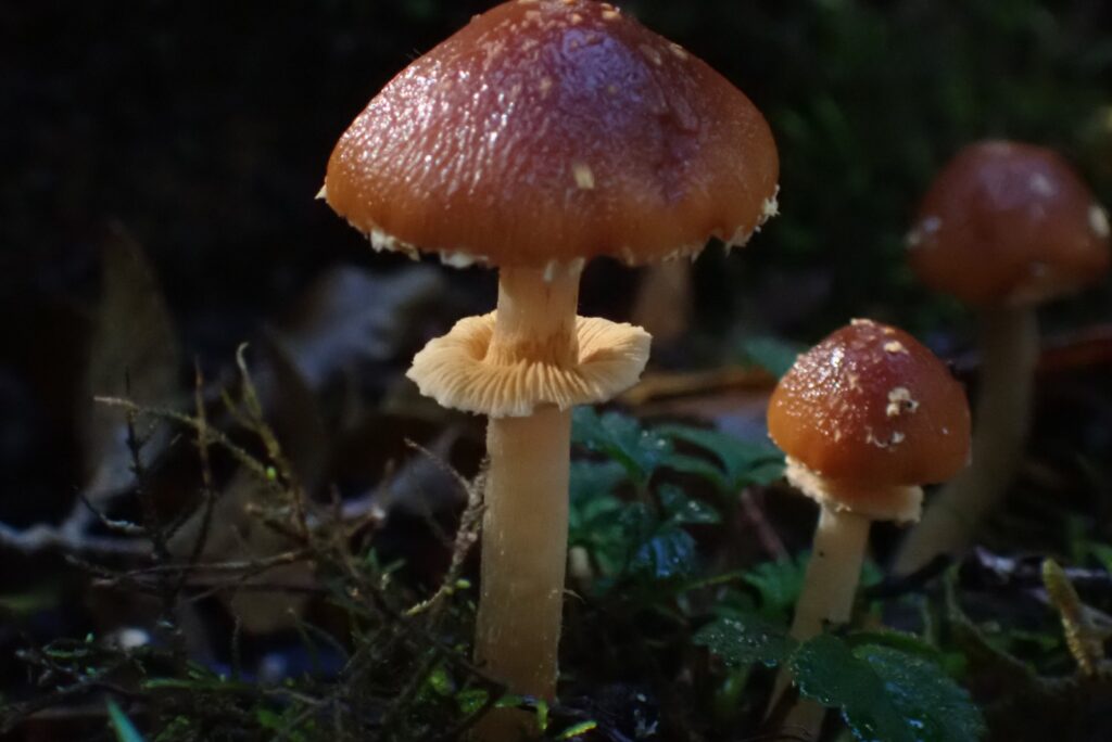 Descolea antarctica. Créditos: Dinelly Soto.