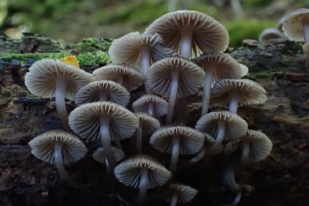 Mycena sp. Créditos: Dinelly Soto.