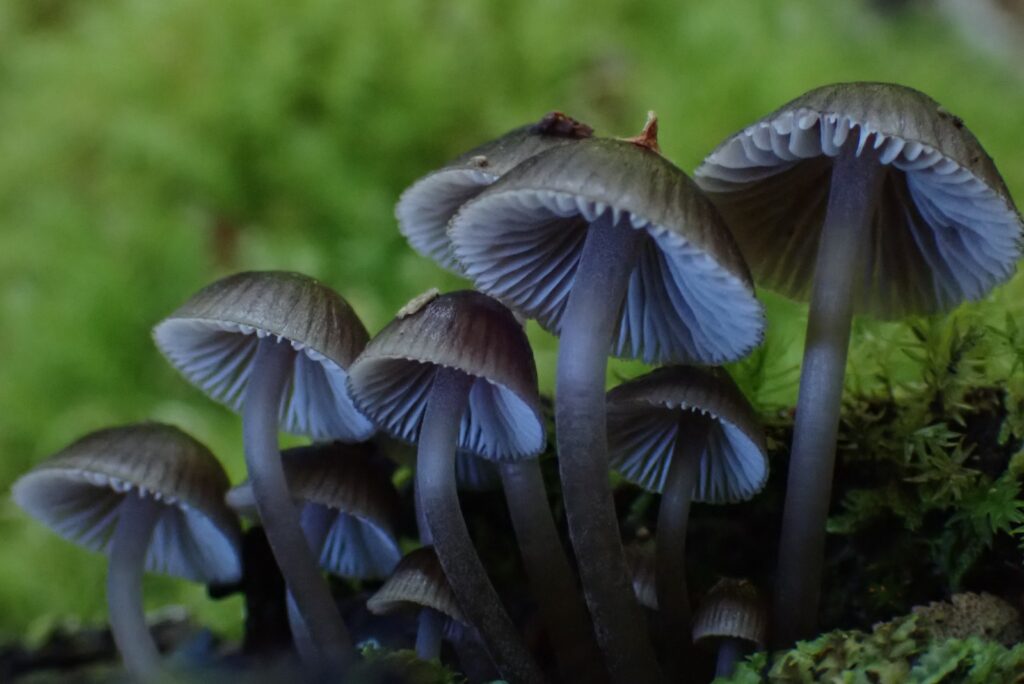 Mycena sp. Créditos: Dinelly Soto.