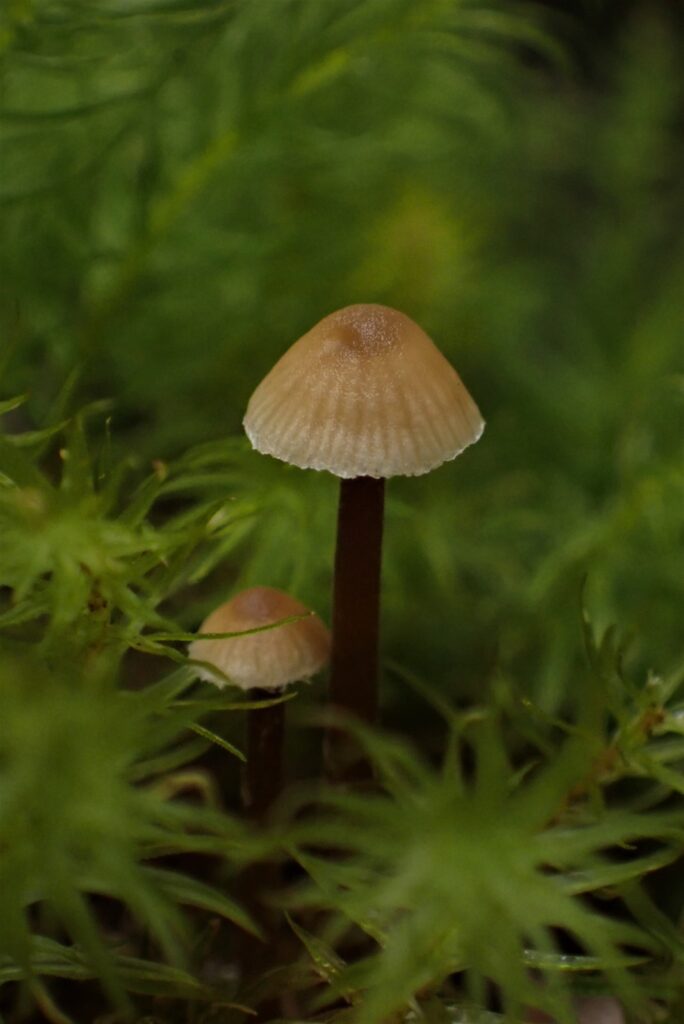 Mycena sp. Créditos: Dinelly Soto.