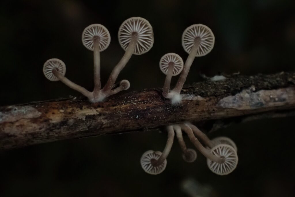 Roridomyces austrororidus. Créditos: Dinelly Soto.