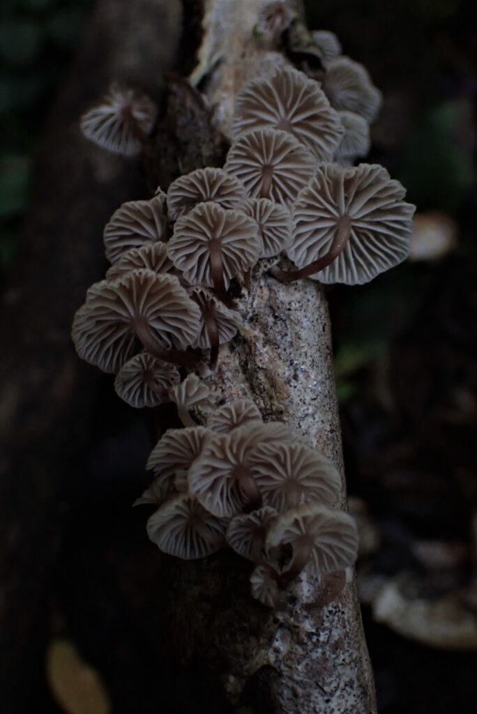 Crepidotus sp. Créditos: Dinelly Soto.