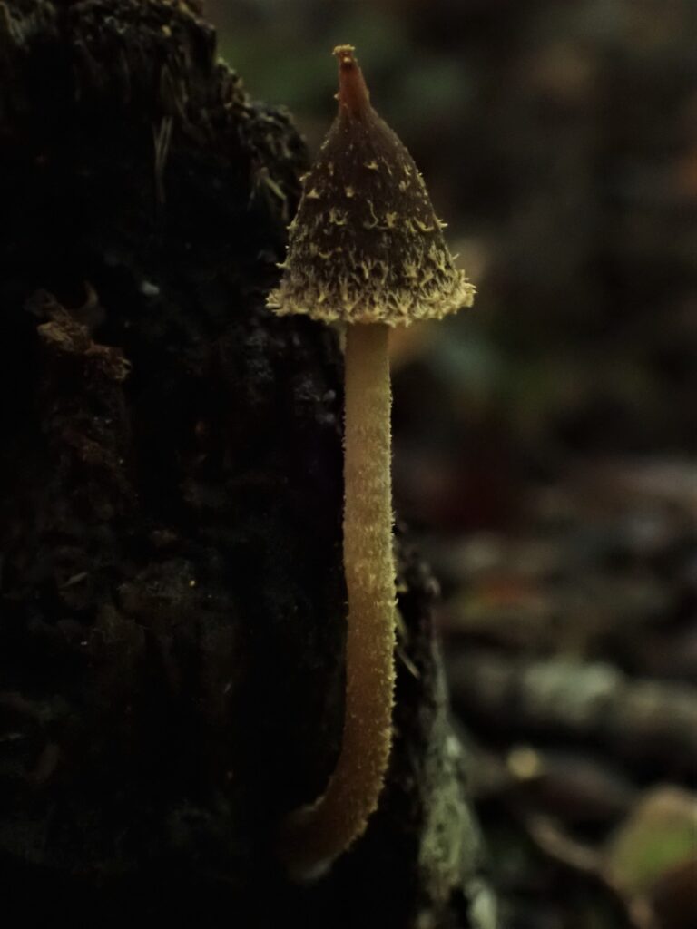 Psathyrella acutissima. Créditos: Dinelly Soto.