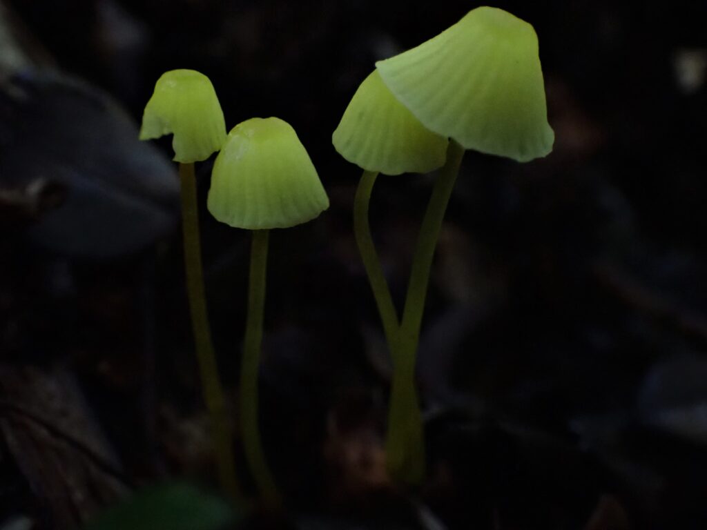 Mycena chusqueophila. Créditos: Dinelly Soto.