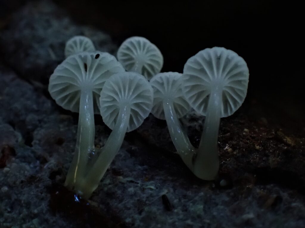 Roridomyces austrororidus. Créditos: Dinelly Soto.