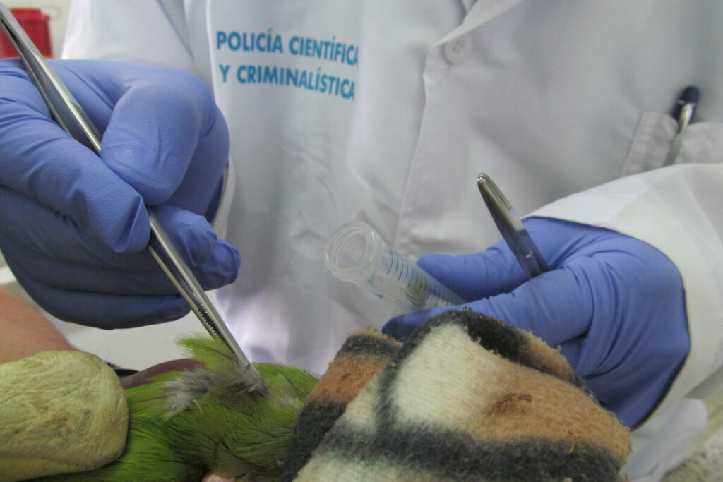 Toma de muestra de pluma de un loro para extraer el ADN. Foto: Carlos del Valle / DIJIN