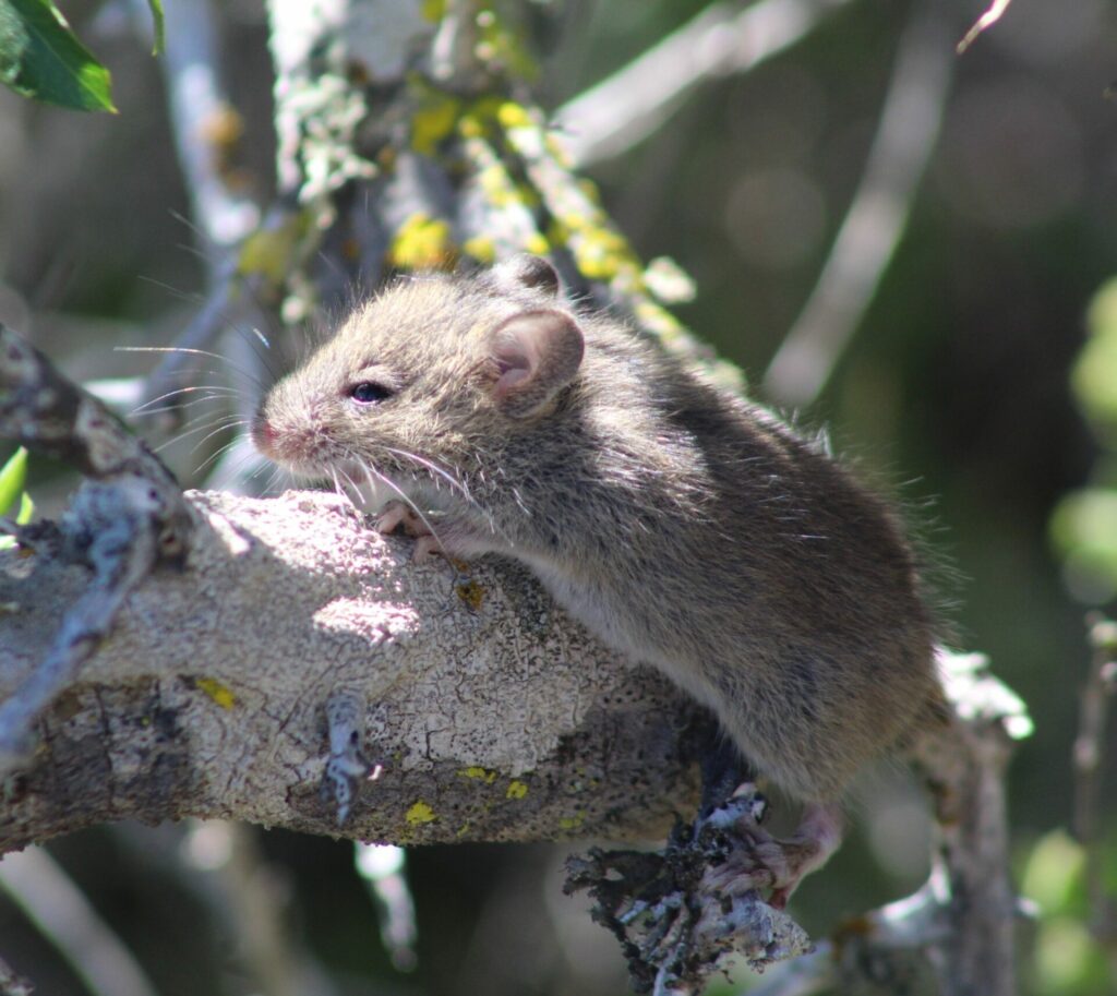 Ratón Colilargo (Oligoryzomys longicaudatus). Créditos: Francisco Riquelme Tapia.