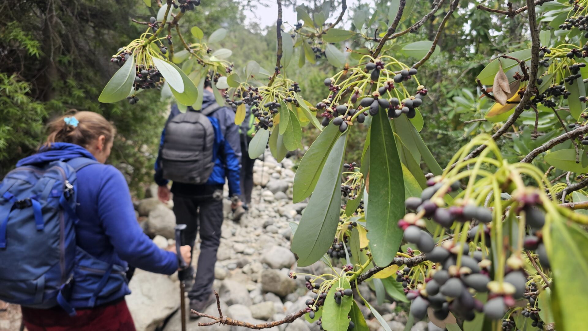 Una trekking distinto en el Achibueno: cinco días de una experiencia gastronómica en el Maule