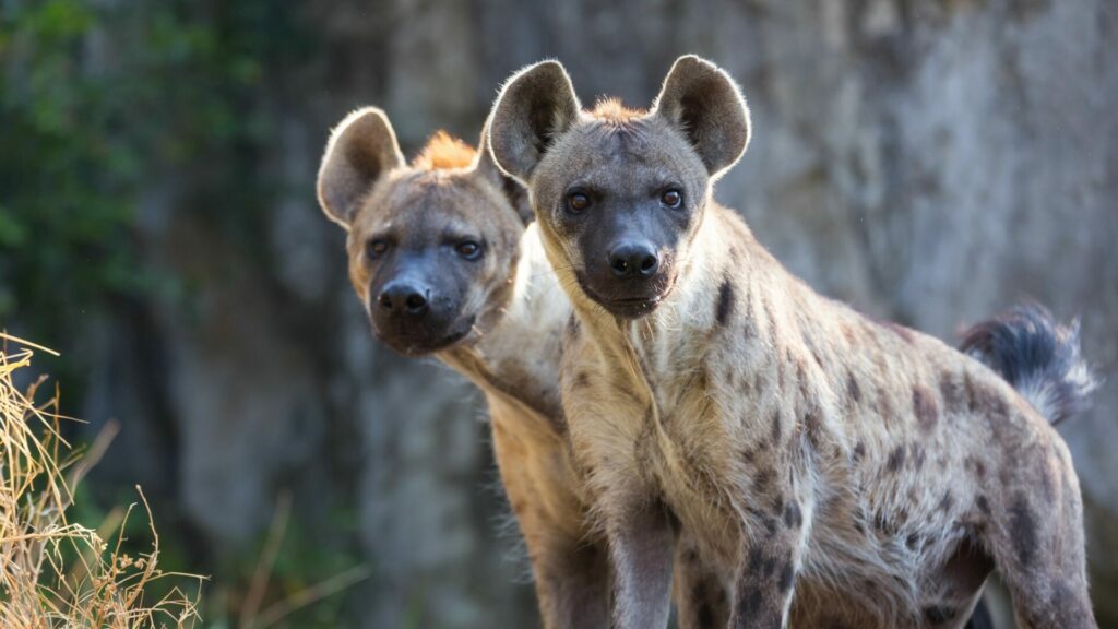 Hienas alertas. Créditos: Nattanan726.