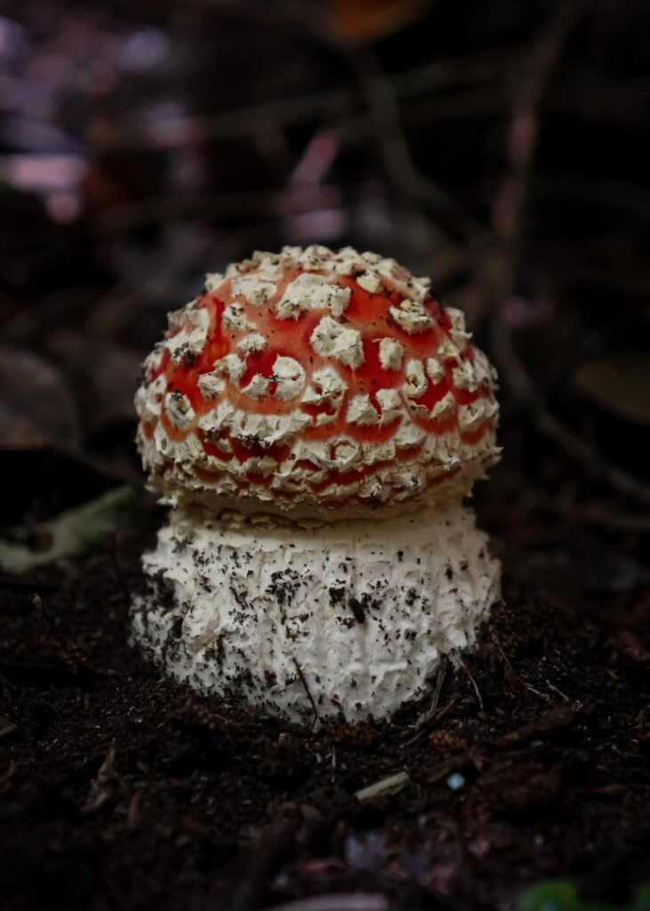 hongito fungi fest 2