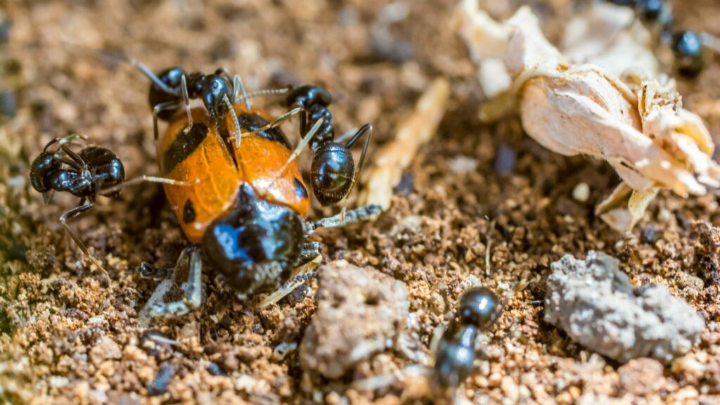 Hormigas atacando a un insecto invasor. Créditos: Ralf Geithe.