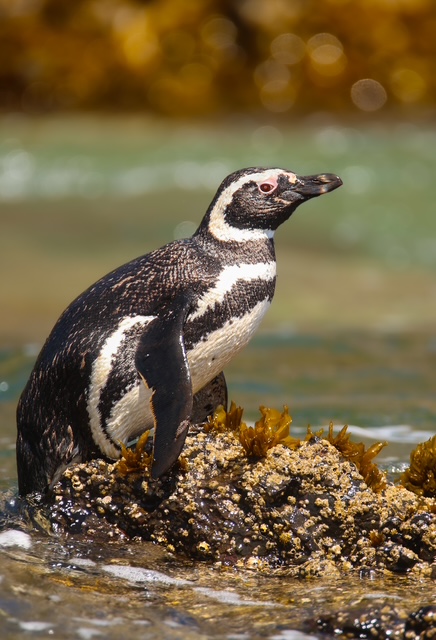 Pingüineras de Puñihuil Créditos: Diego Navarro