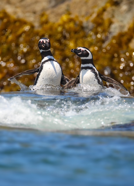 Pingüineras de Puñihuil Créditos: Diego Navarro