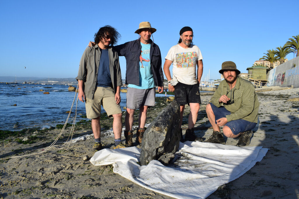 Elasmosaurio, reptil marino de 70 millones de años, descubierto en Algarrobo. Créditos: Rodrigo Otero