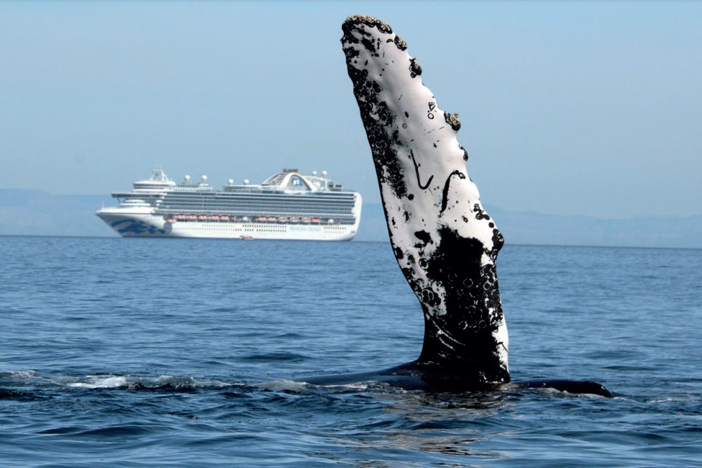 La presencia de megacruceros en la bahía de La Paz podría traer serios impactos para la biodiversidad marina.
Créditos: Jorge Urbán R. / PRIMMA-UABCS / Mongabay