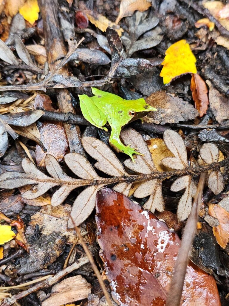 Ranita de Darwin (Rhinoderma darwinii). Créditos: Raúl Briones